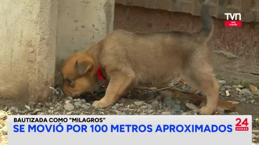 Rescatan cachorro que cayó al alcantarillado