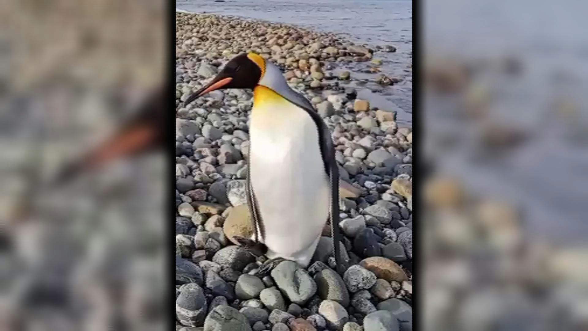 14 pingüinos rey han aparecido en la costa  