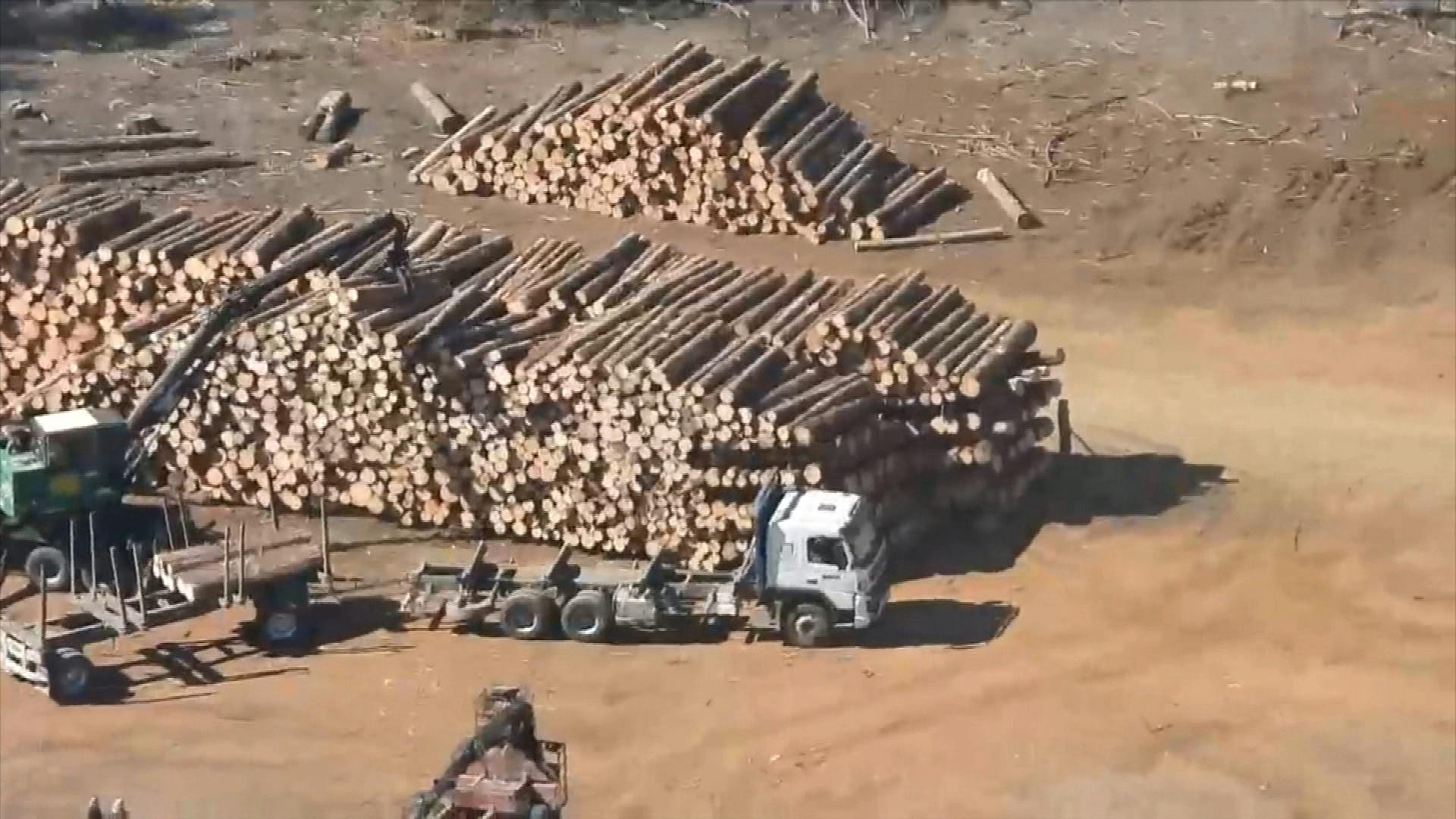 Desarticulan banda que vendía madera robada en la Macrozona Sur