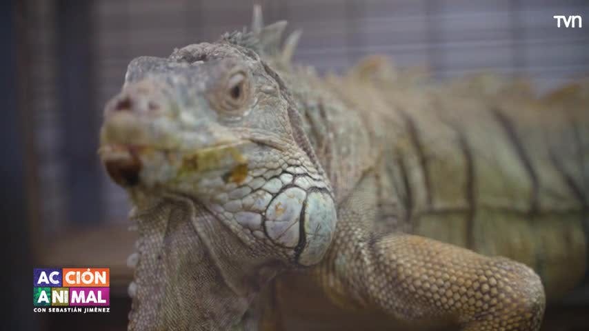 Conocemos a Mario la iguana en Acción Animal