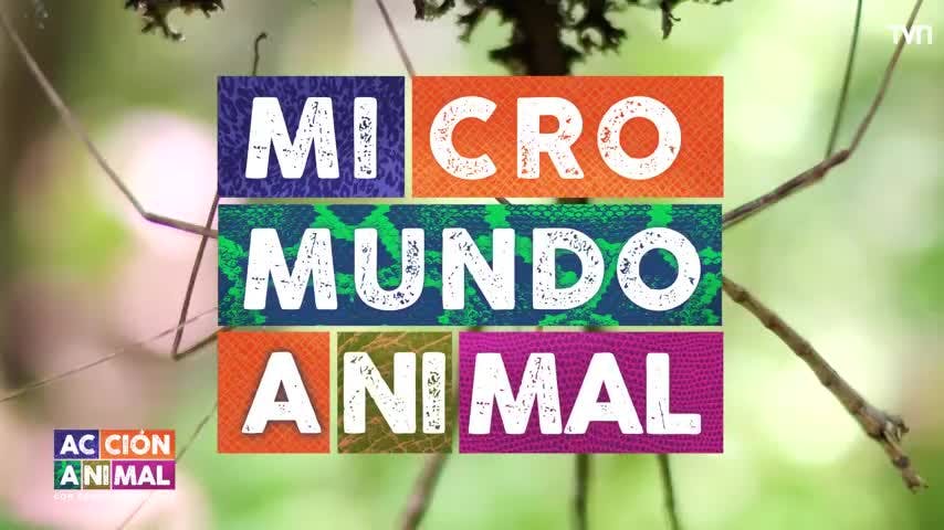 Revisa la sección de Micromundo Animal