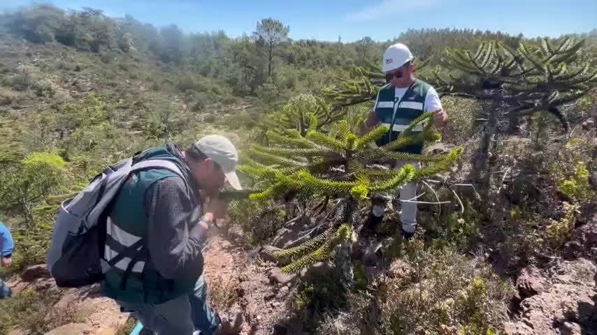 SAG Biobío realiza vigilancia fitosanitaria a la Araucaria enana