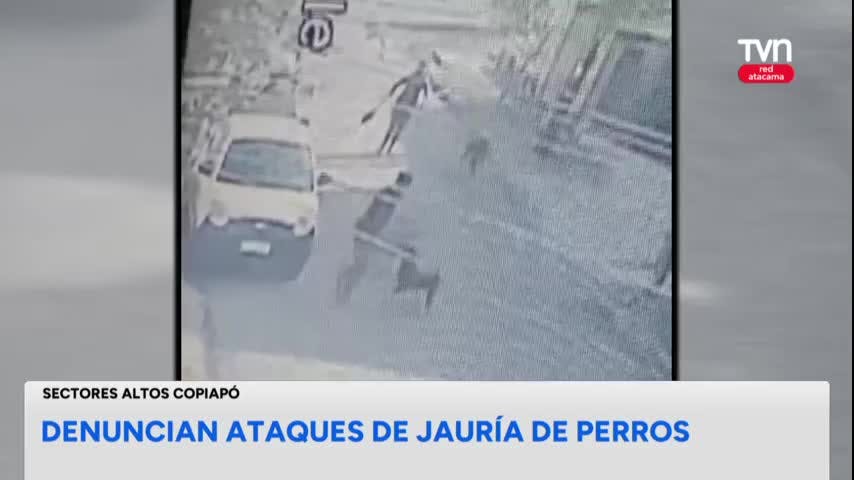Vecinos denuncian ataques de jaurías de perros
