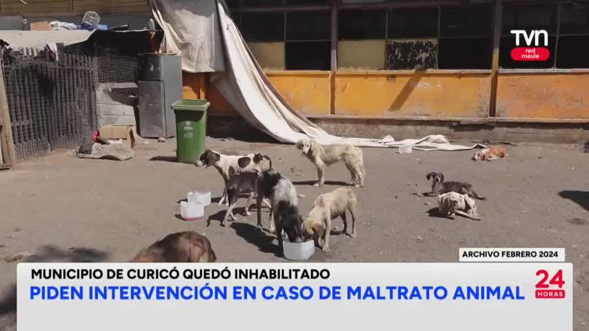 Piden intervención en caso de maltrato animal