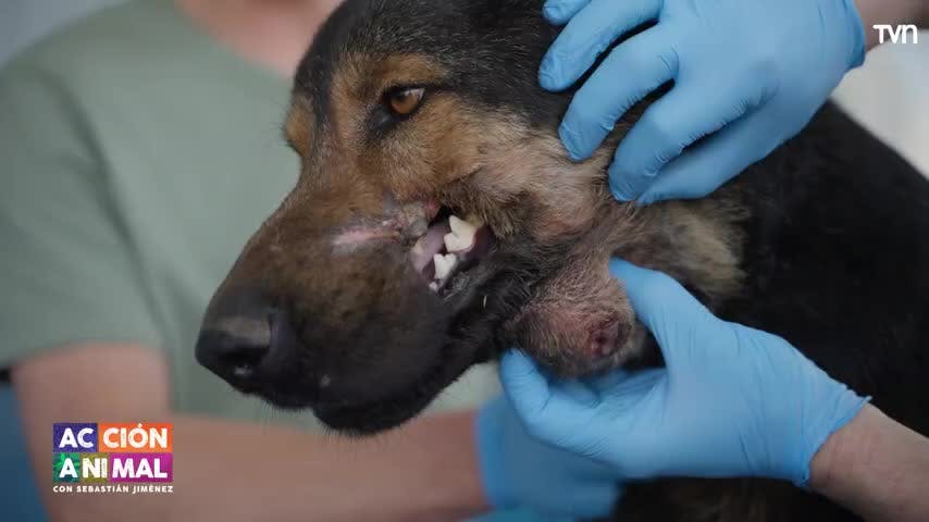 Acción Animal, con Sebastián Jiménez: Capítulo 2