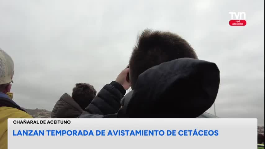 Lanzan temporada de avistamiento de cetáceos
