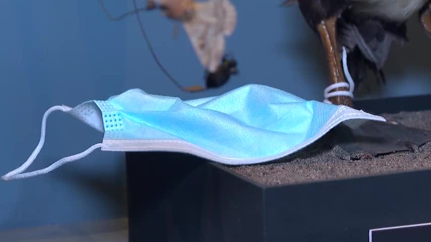 Riesgos del cambio climático y la contaminación es el tema de intervención en museo de Concepción