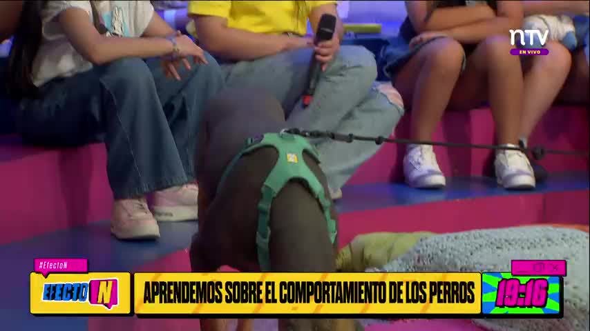¡Aprendemos a entender a nuestras mascotas!