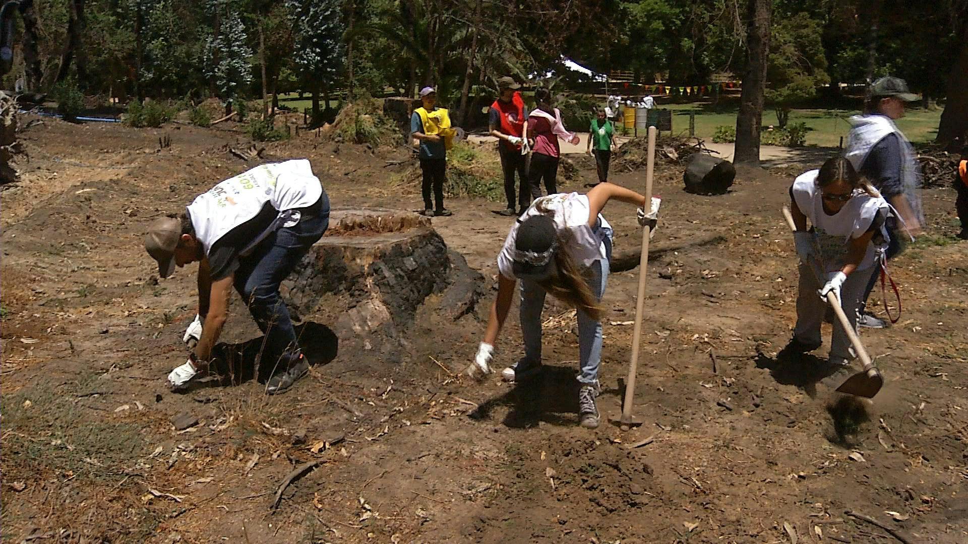 Voluntariado trata de sacar adelante el dañado Jardín Botánico de Viña del Mar
