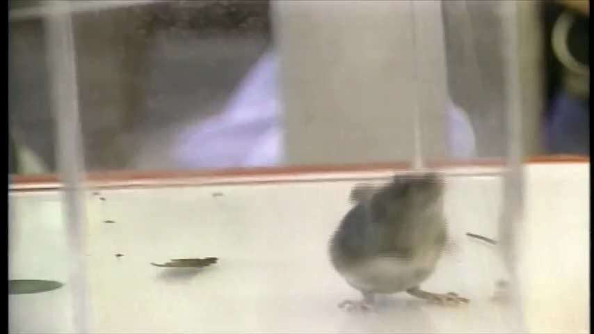Intensifican campaña de prevención de Hantavirus