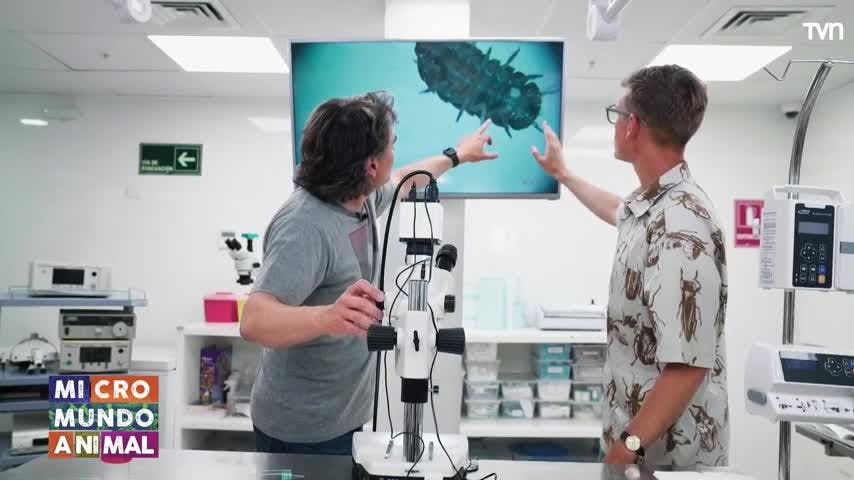 Micromundo Animal: Hoy conocemos a los chanchitos de tierra 
