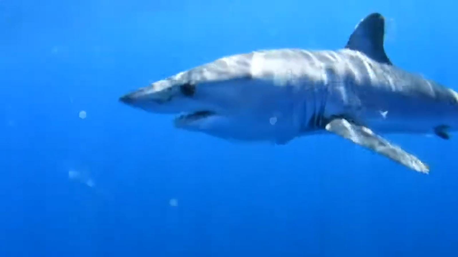 Estudio revela disminución de tiburones  