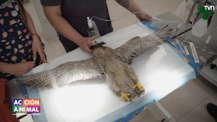 Acción Animal, con Sebastián Jiménez: Capítulo 4