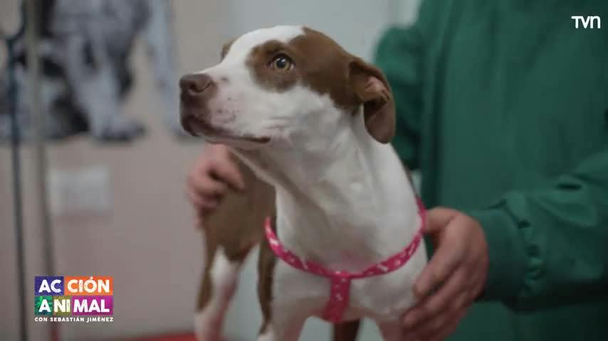 Conoce la conmovedora historia de la cachorrita "Karu"