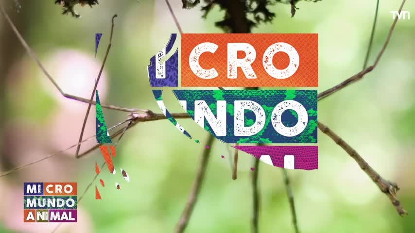 Micromundo Animal: Hoy conocemos a las chinitas