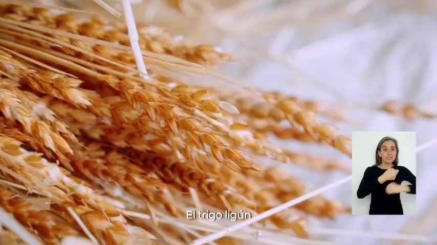 Rayén y la Cámara Peregrina: "Trigo"
