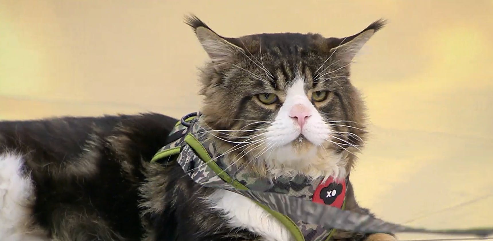 "Moscú", el famoso gato gigante visitó el "Buenos Días a Todos" 