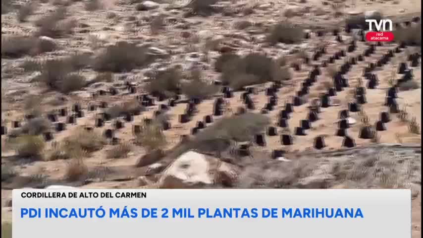 Incautan más de 2 mil plantas de marihuana