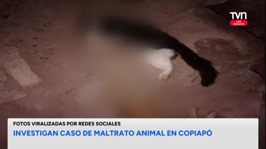 Investigan matanza de gatos en Copiapó