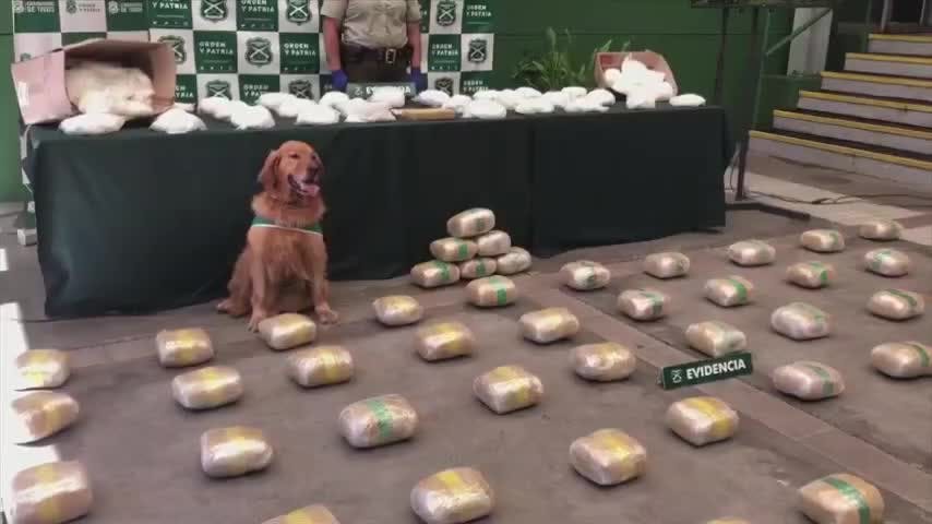 Conductor viajaba con 138 kilos de droga en Ruta 5 Sur