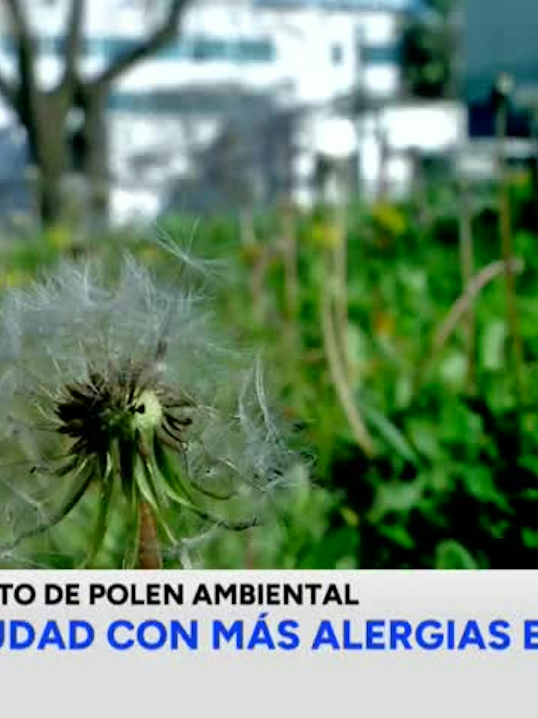 ¿Es Talca la ciudad con más alérgias en Chile?