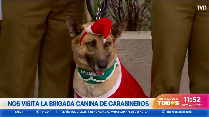 ¡Ternura total! Nos visitaron unos navideños perritos de Carabineros