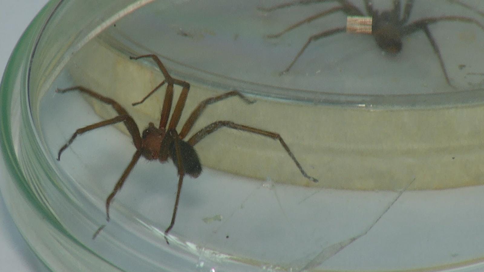 Alertan sobre proliferación de arañas de rincón 