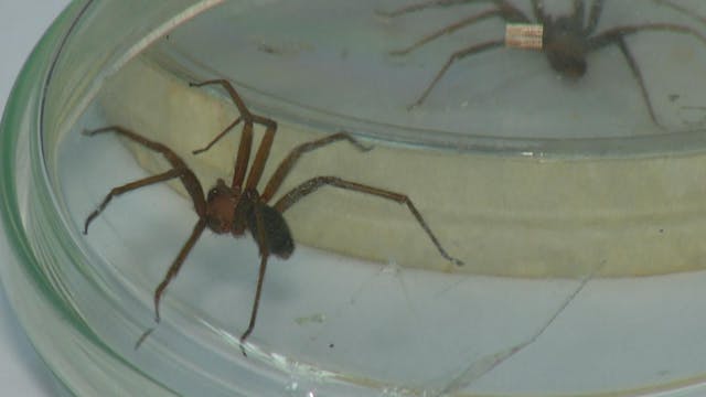 Alertan sobre proliferación de arañas de rincón
