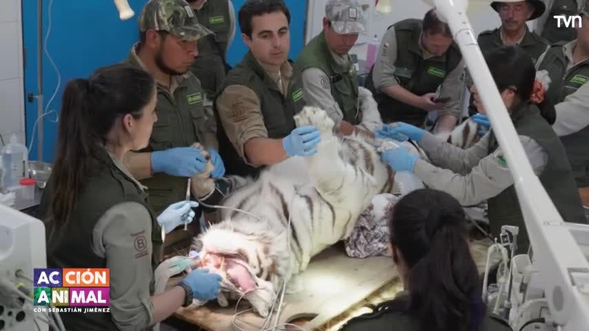 La participación de Sebastián Jiménez en un manejo médico con el felino más grande del mundo