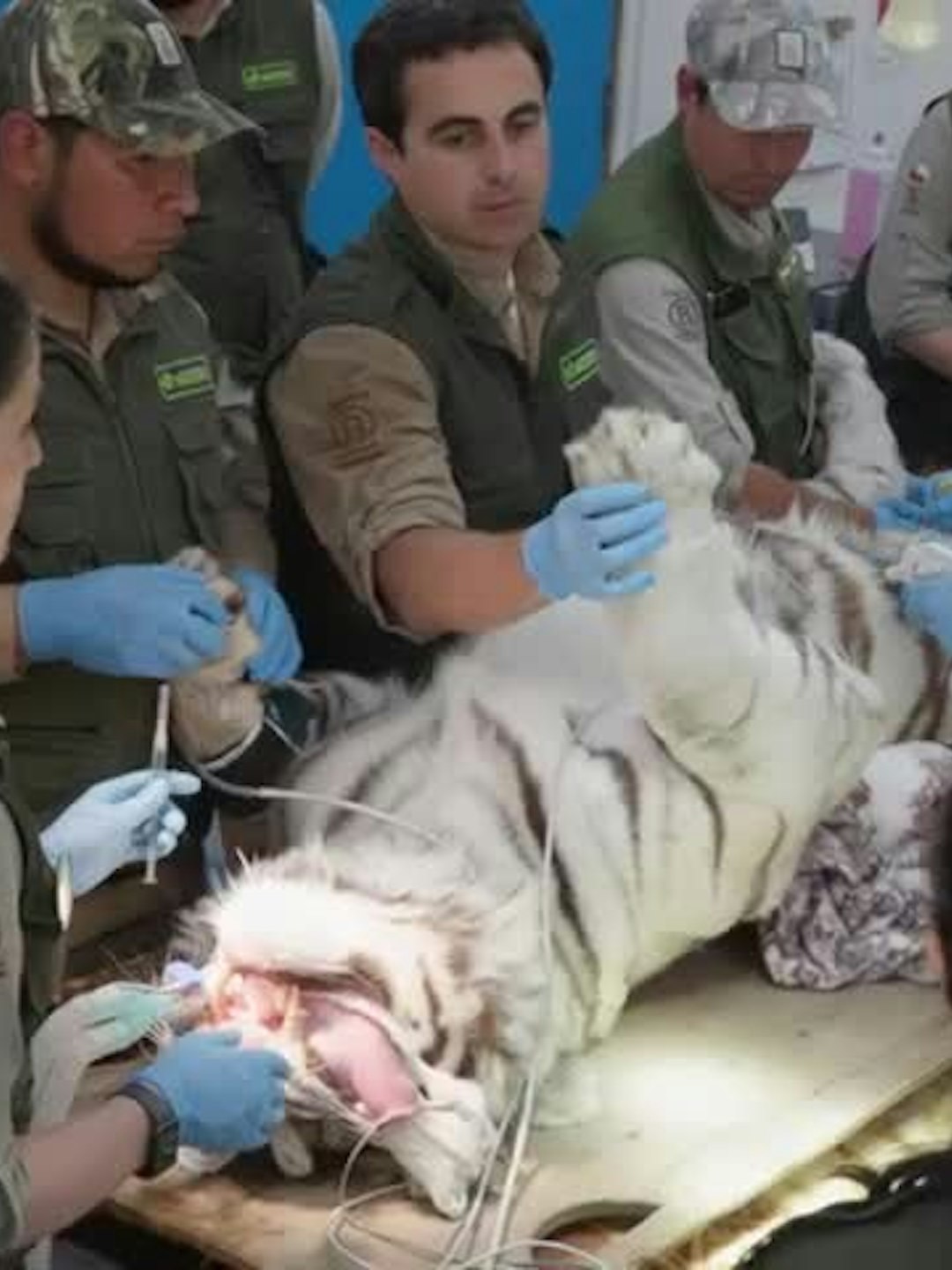 La participación de Sebastián Jiménez en un manejo médico con el felino más grande del mundo