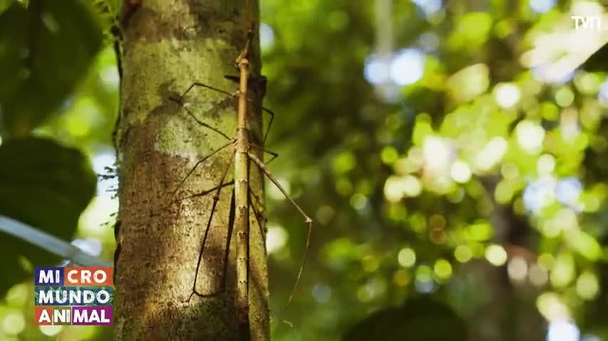 Micromundo Animal: Hoy conocemos a los Palotes