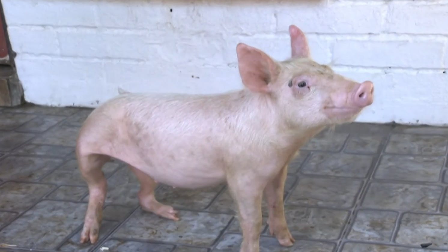La tierna historia de sobrevivencia de "Clarita, la chanchita rescatada" 