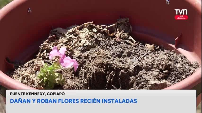 Dañan maceteros con flores recién instalados