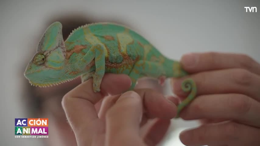 Acción Animal, con Sebastián Jiménez: Capítulo 6