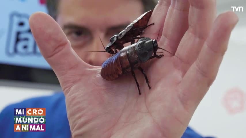 Micromundo Animal: Hoy conocemos a la cucaracha de Madagascar 