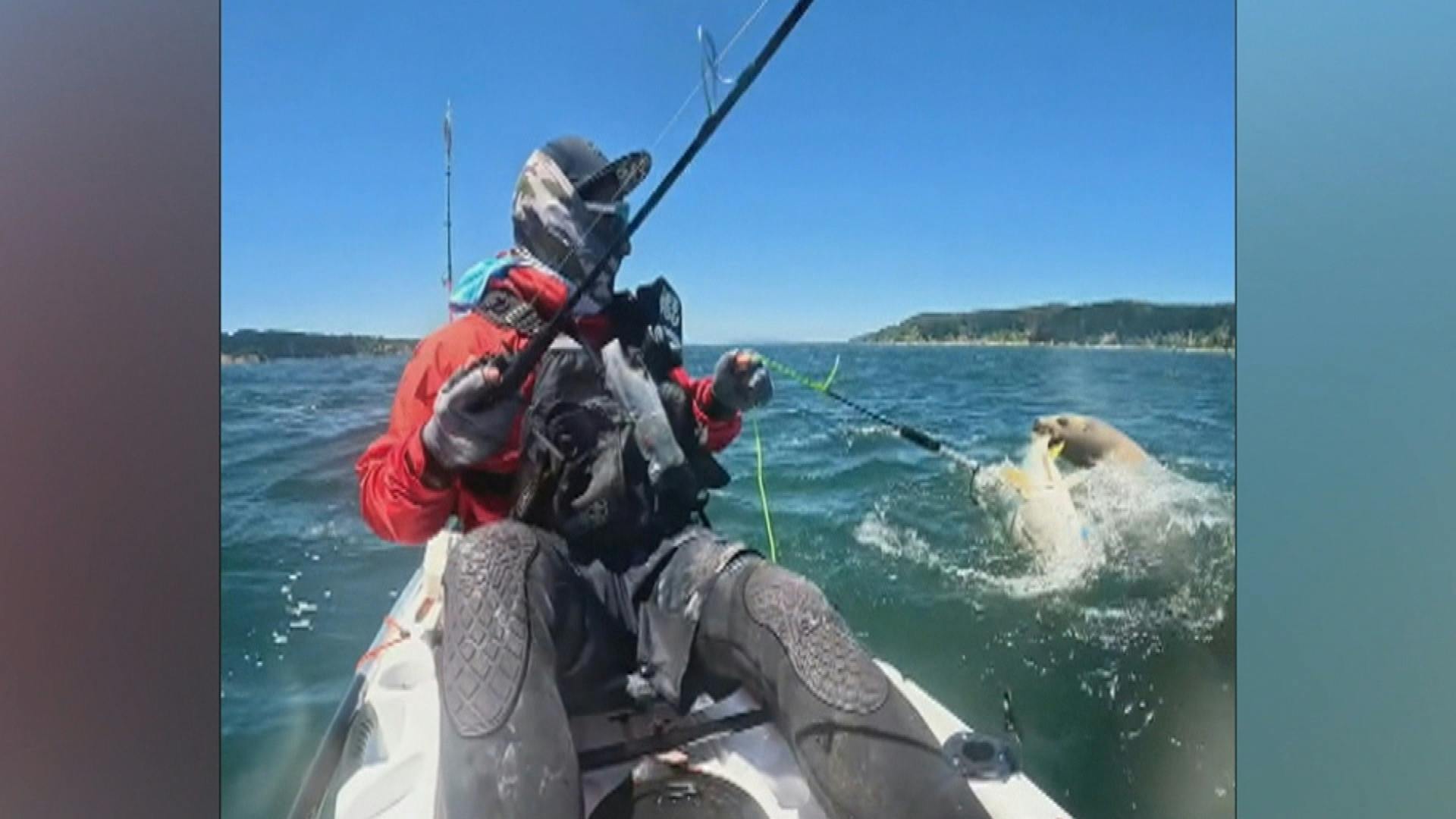 Insólito enfrentamiento entre kayakista y lobo marino por un pescado