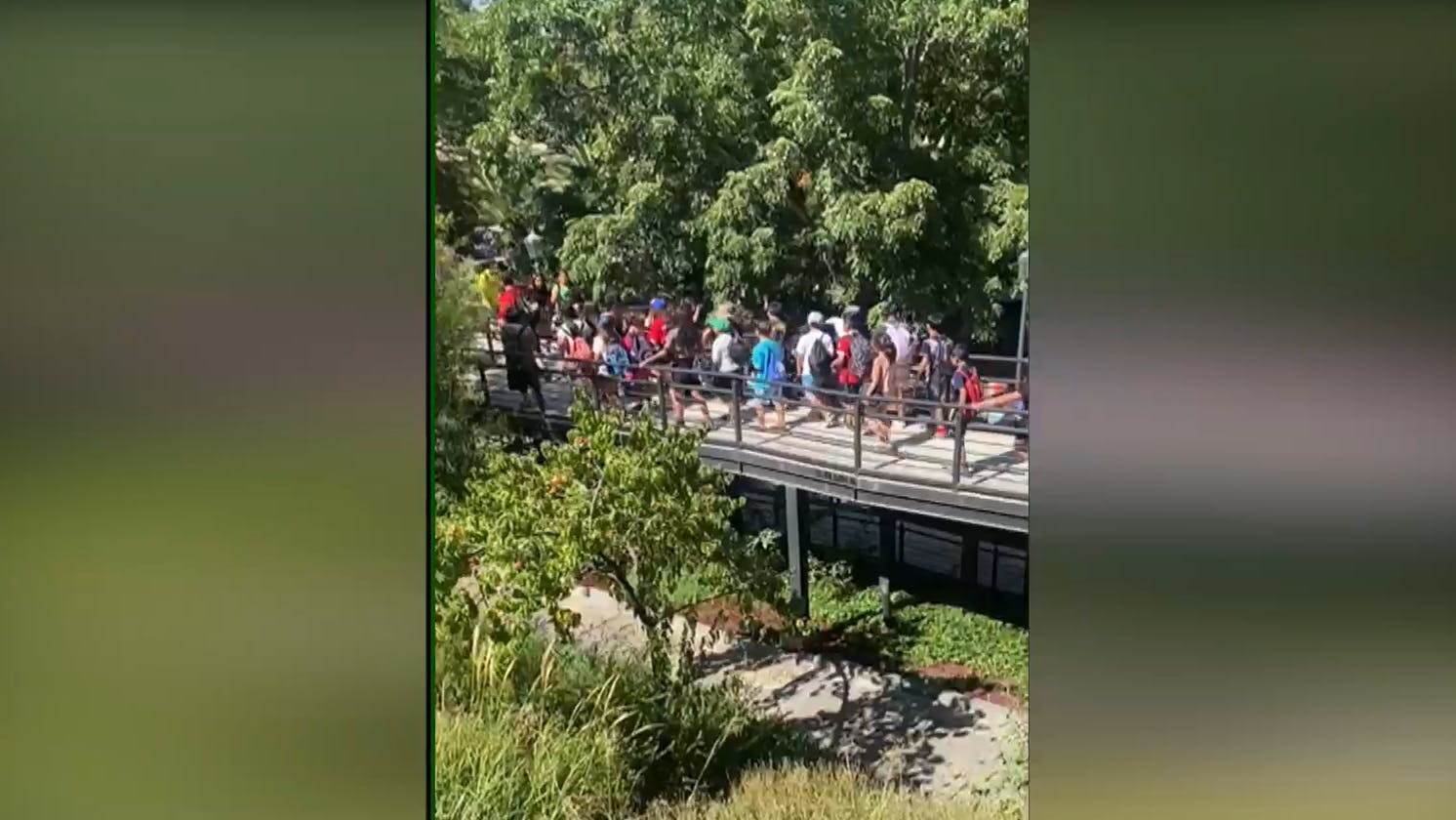 ¡Máximo resguardo! Lo que se sabe de la evacuación de zoológico por árbol que cayó sobre jaula de chimpancés