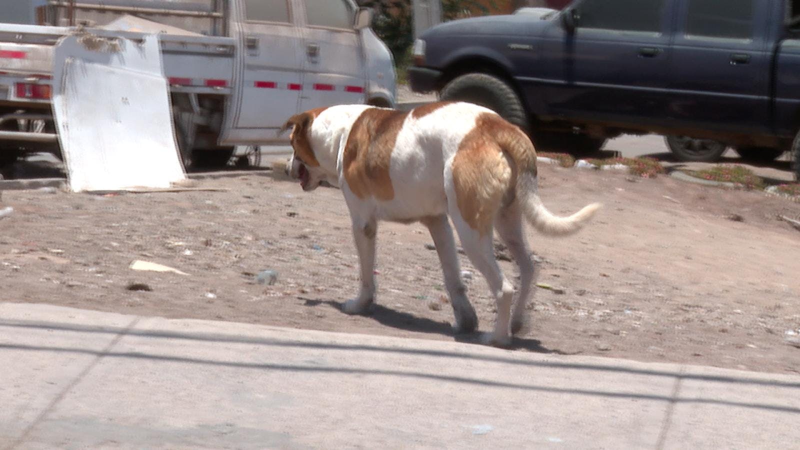 Jauría de perros atemoriza a vecinos de calle Buenos Aires