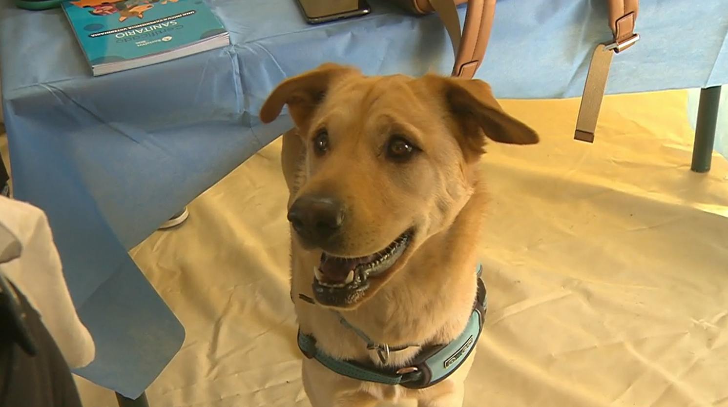 "El abandono animal es un delito": La hermosa historia de rescate de Thor 