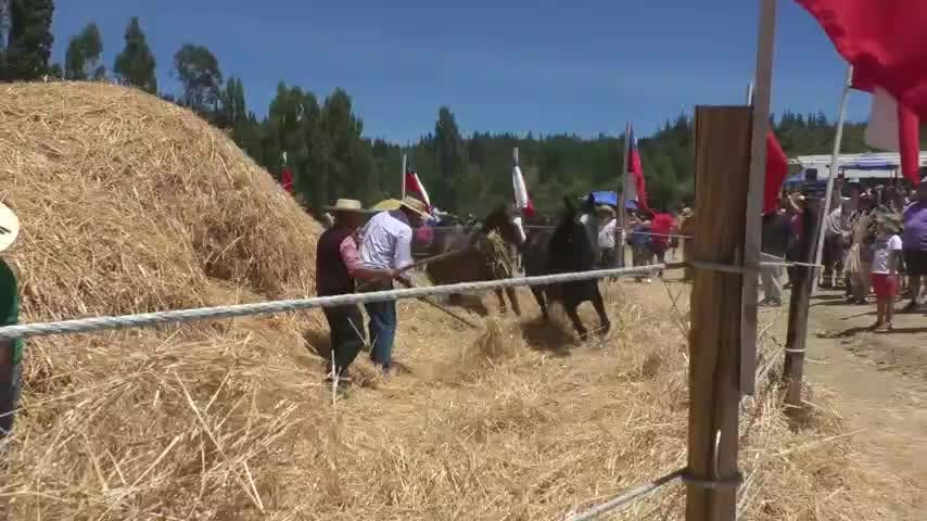 Santa Juana realizó la fiesta de la trilla a yegua suelta