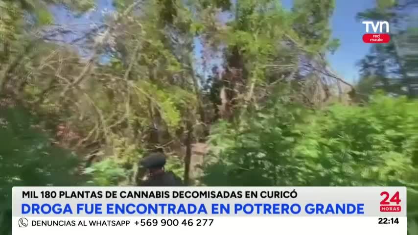Más de mil plantas decomisadas en Potrero Grande