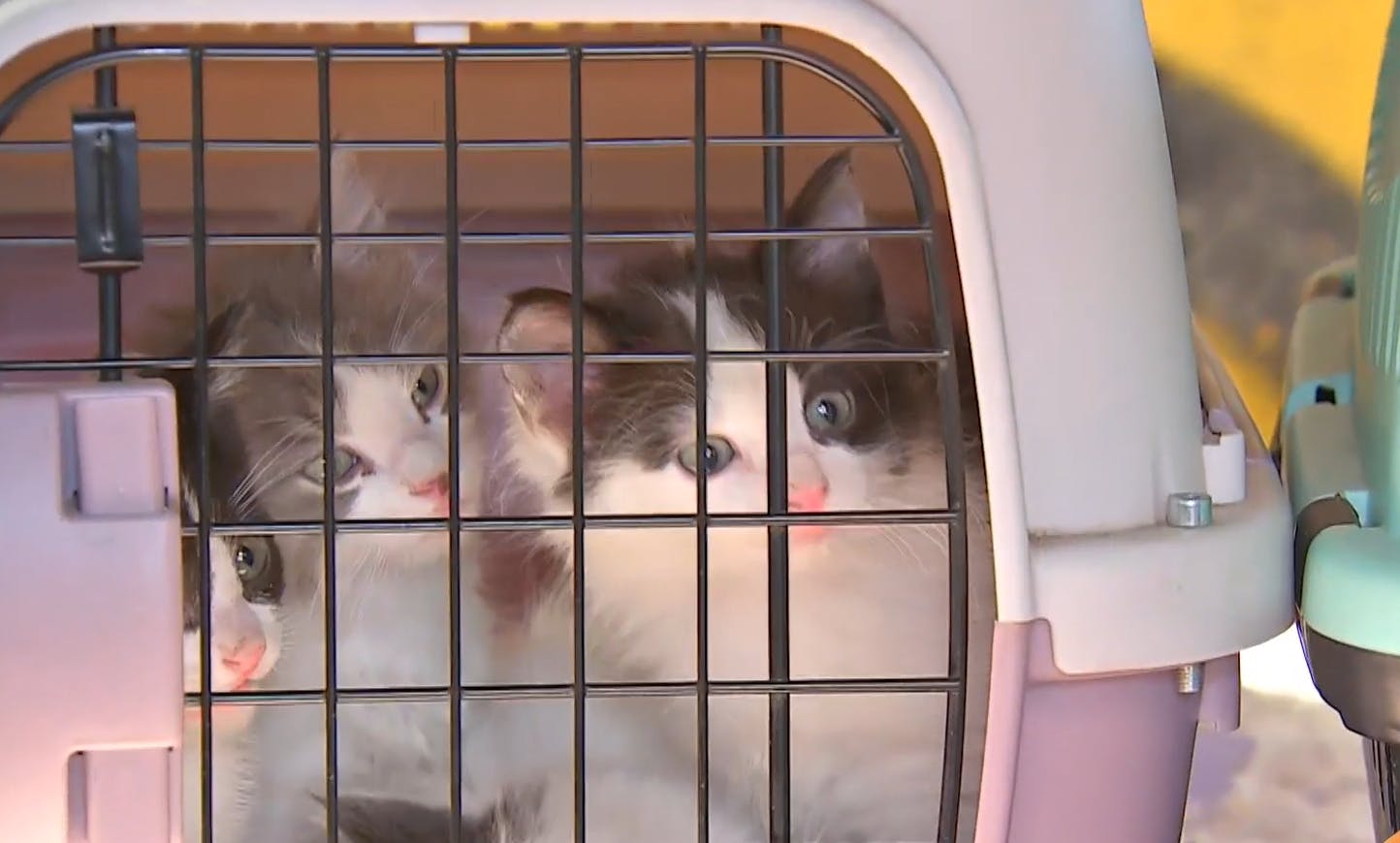 Desalojo de toma incluye operativo con mascotas: Gatitos serán trasladados hasta un hogar temporal 