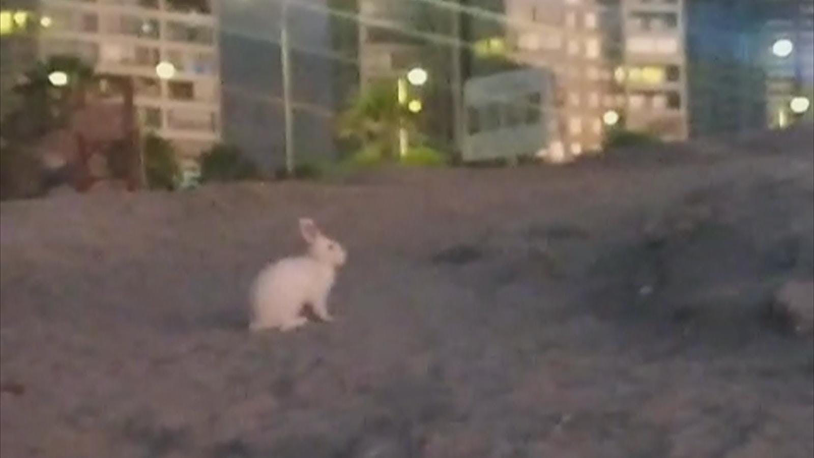 Nuevamente detectan presencia de conejos en humedal la Chimba