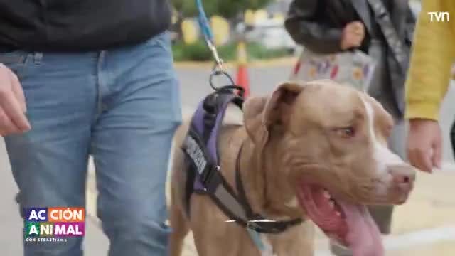 Acción Animal, con Sebastián Jiménez: Capítulo 8
