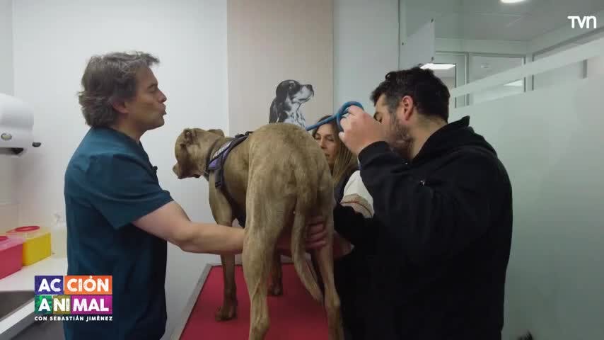 Hoy conocemos a Balú, un cariñoso y tímido dogo argentino con un problema en su rodilla 