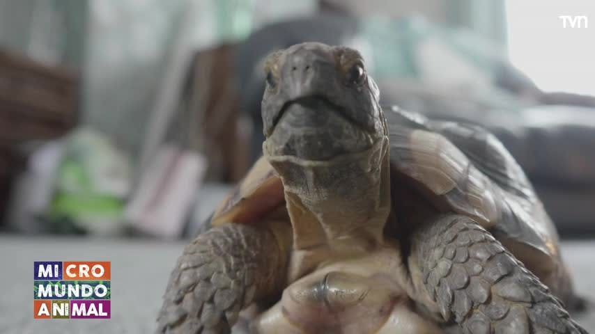 Micromundo Animal: conoce a las tortugas mediterráneas 