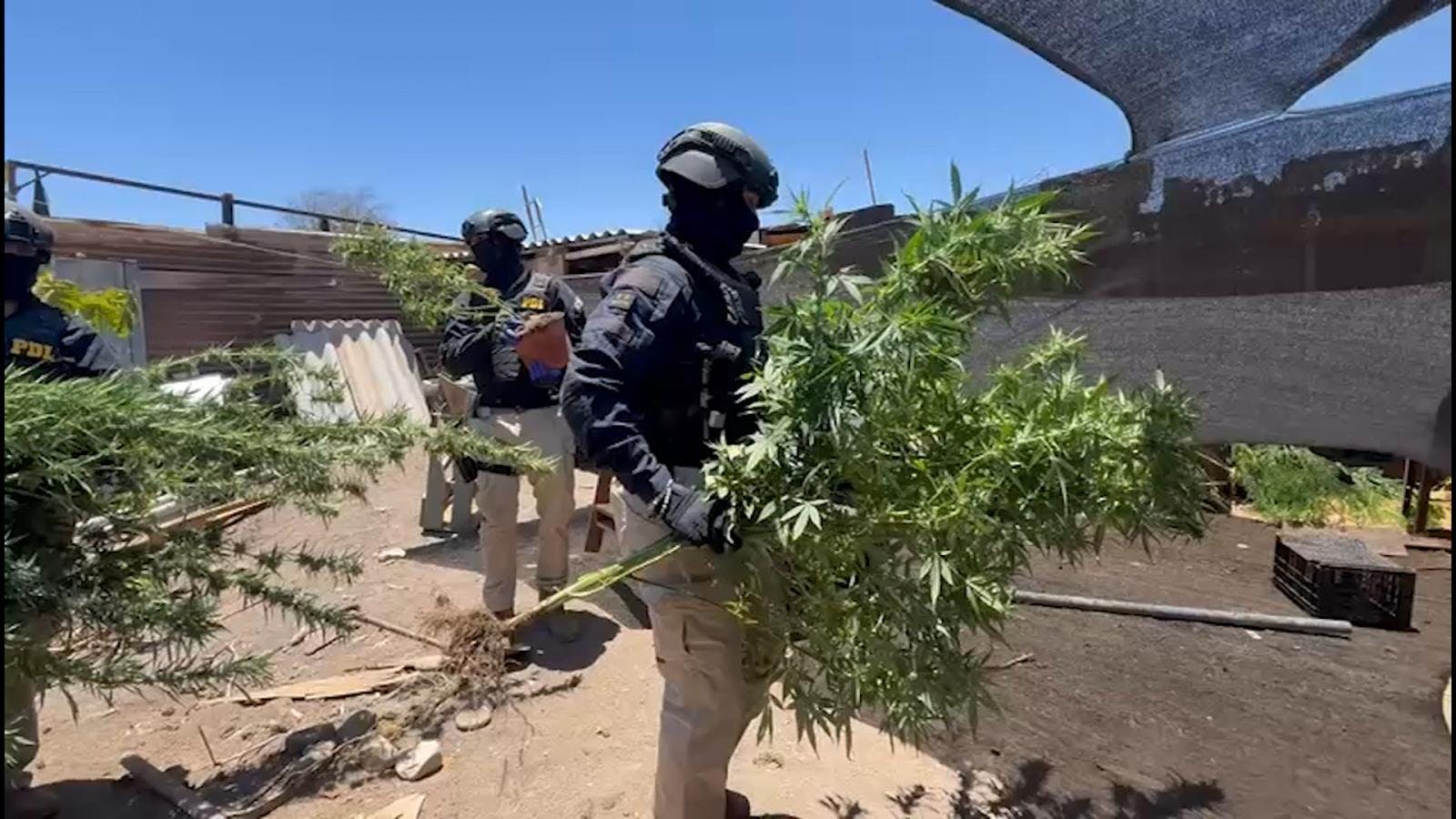 Síntesis regional de noticias: PDI decomisa plantación de marihuana en Taltal