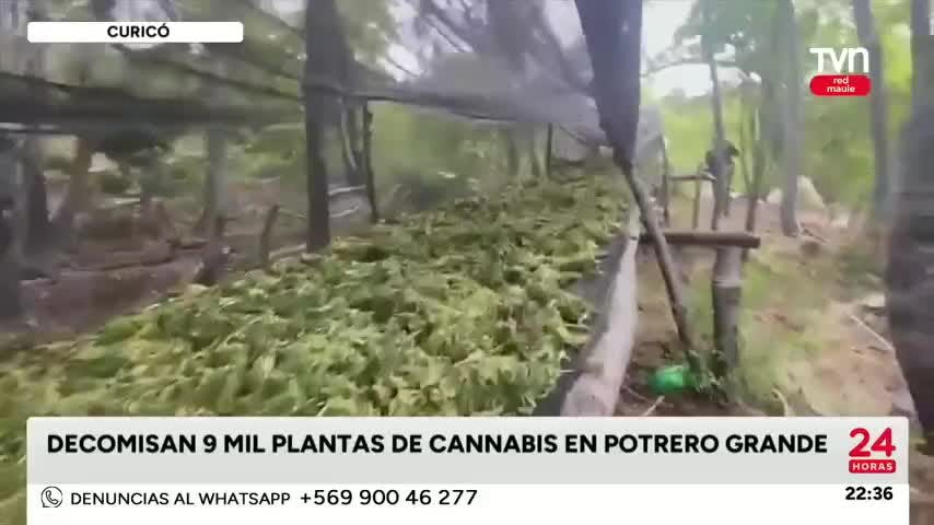 9 mil plantas de cannabis