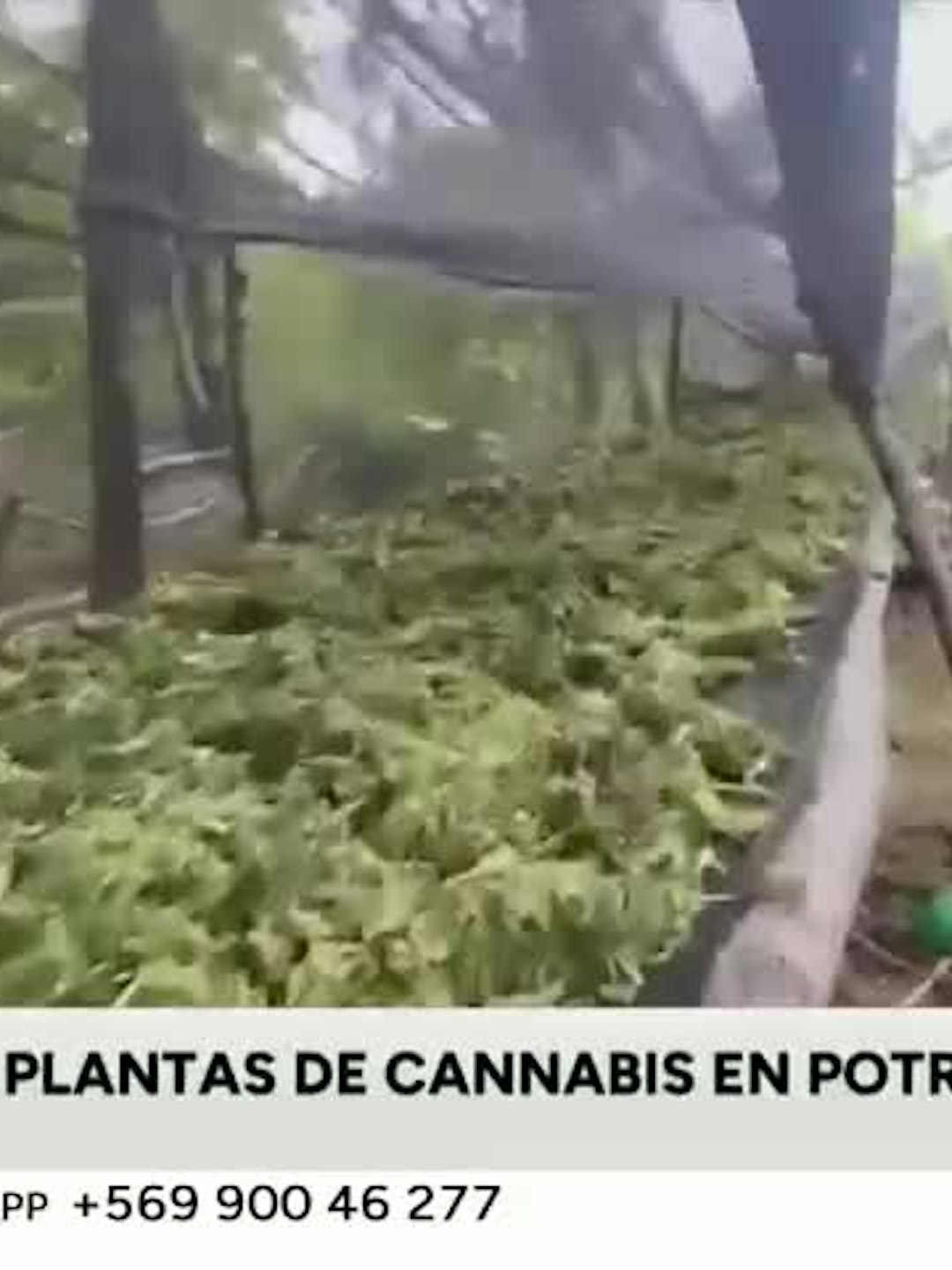 9 mil plantas de cannabis