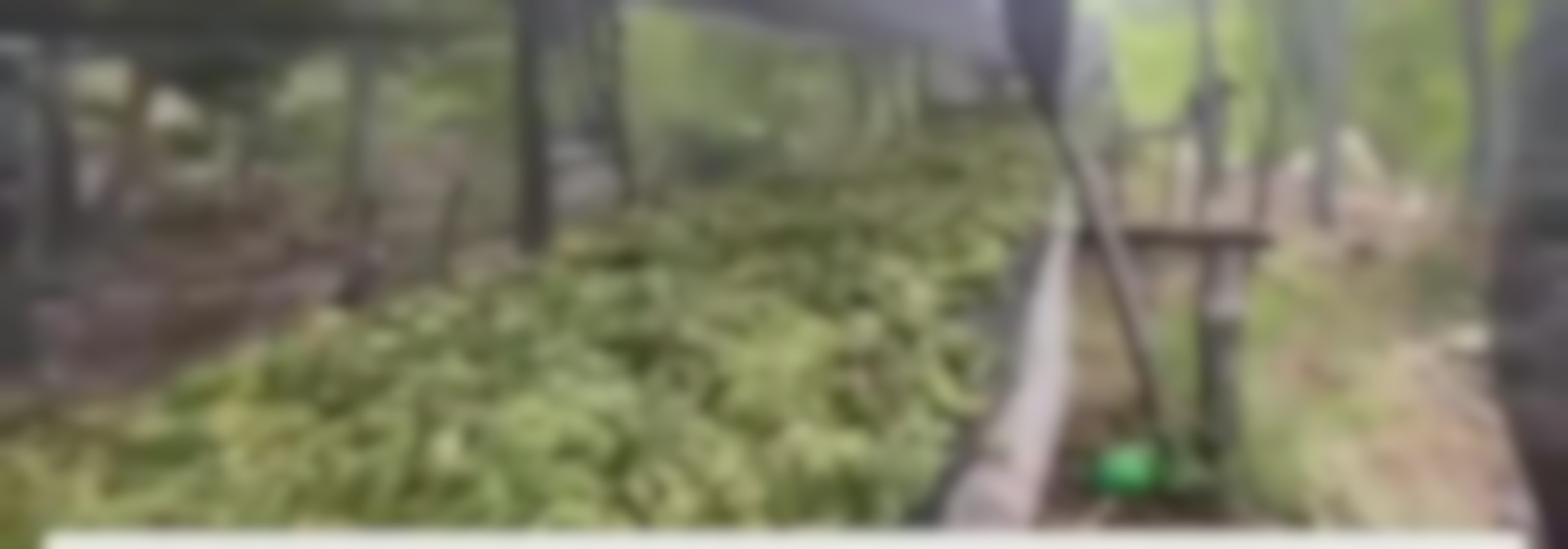 9 mil plantas de cannabis